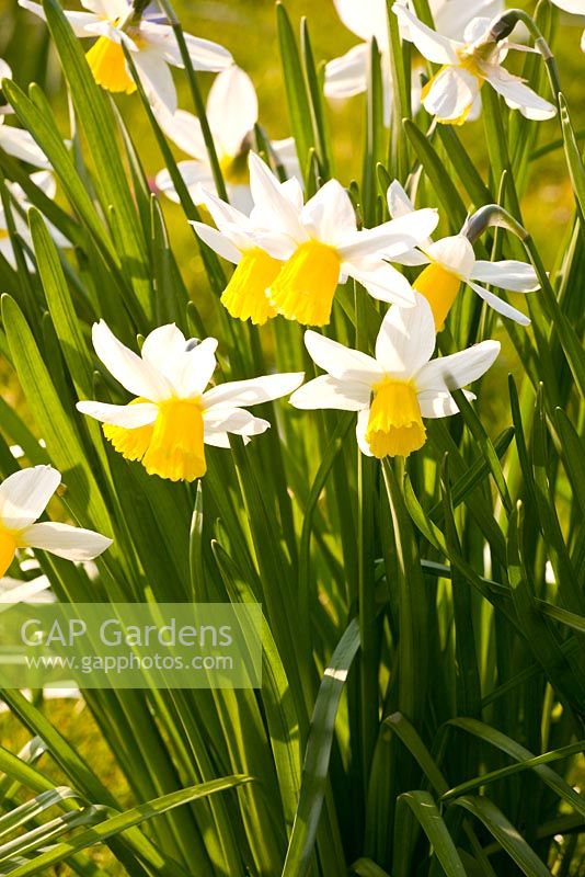 Narcissus 'Jack Snipe' - Dwarf daffodils