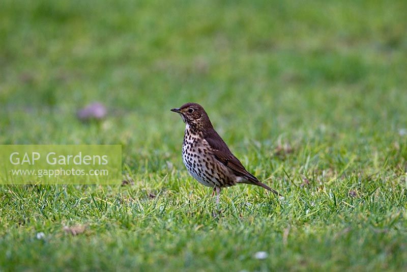 Song Thrush standing on lawn, west Wales