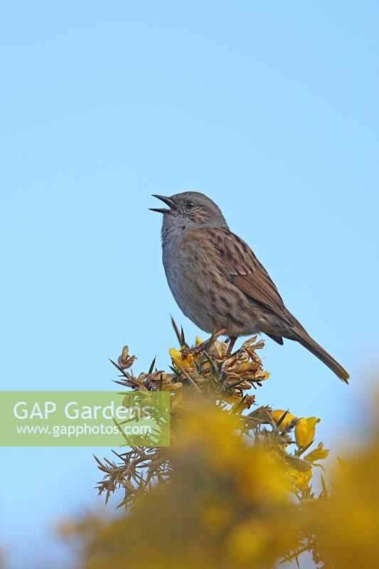 Hedge Sparrow singing in gorse bush, north Wales 