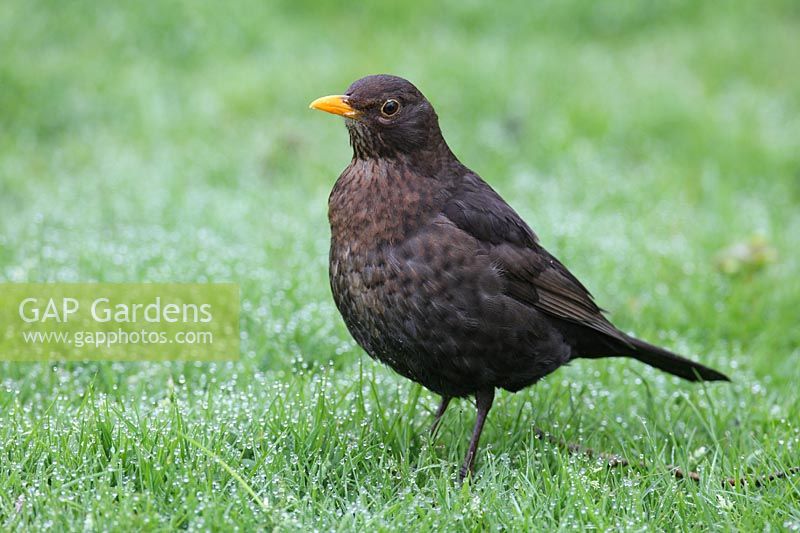 Blackbird - Female standing on lawn with early morning dew