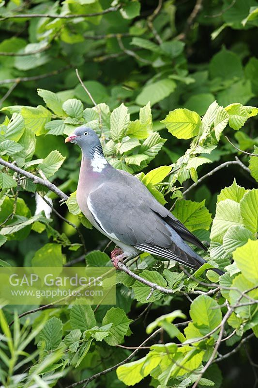 Wood Pigeon perching in tree 