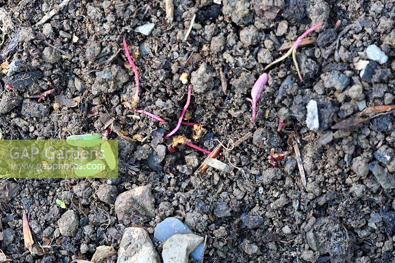 Beetroot seedlings damaged by foraging wood mice