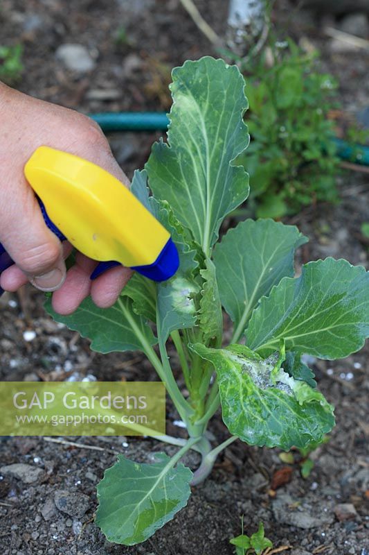 Spraying cabbage aphids with systemic insecticide