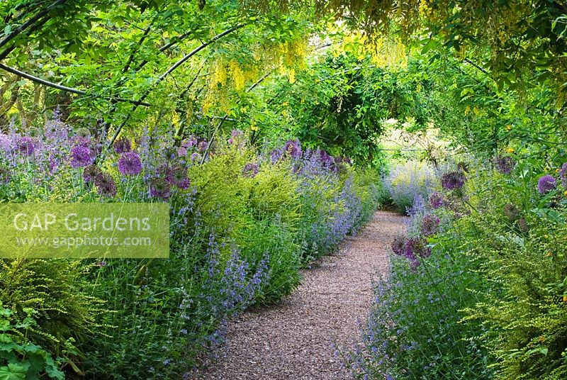 The Laburnum arch, with Laburnum x watereri 'Vossii', Allium aflatunense 'Purple Sensation', Nepeta 'Six Hills Giant' and Lonicera nitida 'Baggesens Gold' at The Dorothy Clive Garden, Staffordshire 