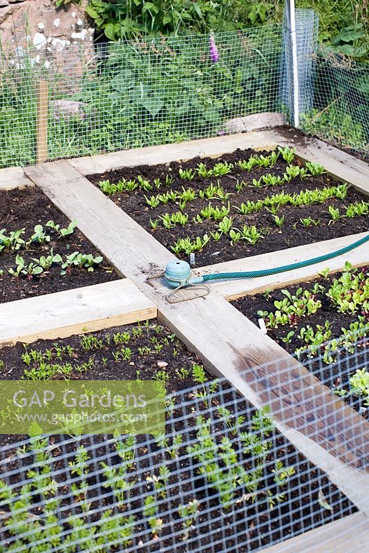 Small enclosed vegetable garden with sprinkler system and wooden planks used as boardwalk