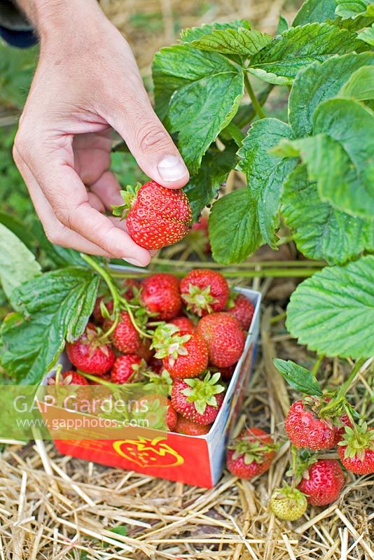 Man picking strawberries