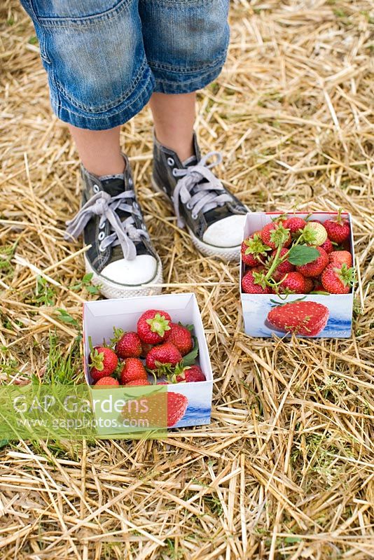 Child picking strawberries and putting them into paper cartons