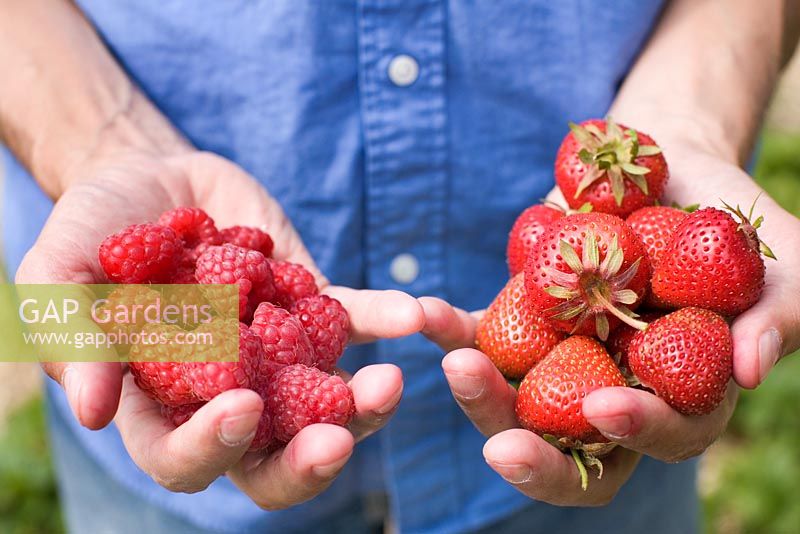 Man holding freshly picked Strawberries 'Florence' and Raspberries