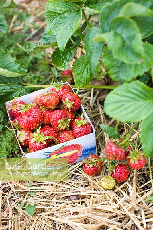 Freshly picked strawberries in carton