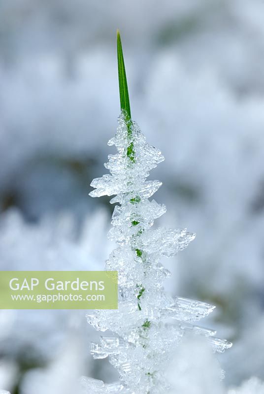 Single grass stem encased in ice crystals
