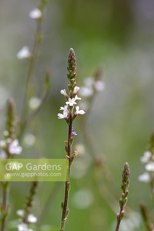 Verbena officinalis - Vervain flower