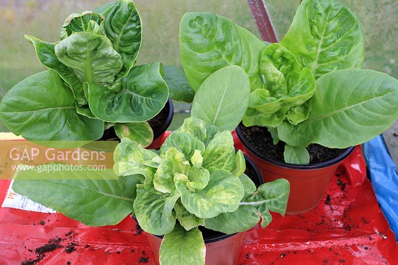 Lettuce mosaic virus infected plant next to healthy plants