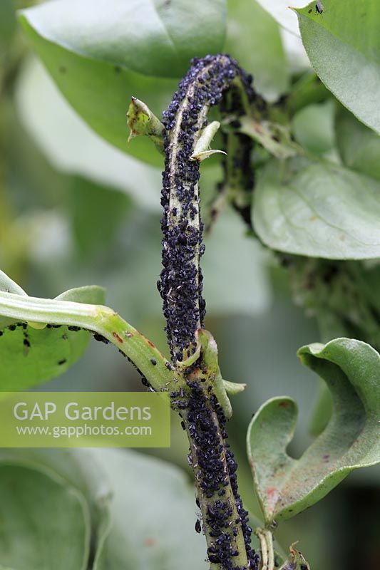 Aphis fabae - Black Bean Aphid colony on broad bean stem 