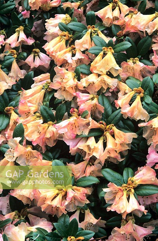 Rhododendron 'Clipinense' - Frost damaged flowers