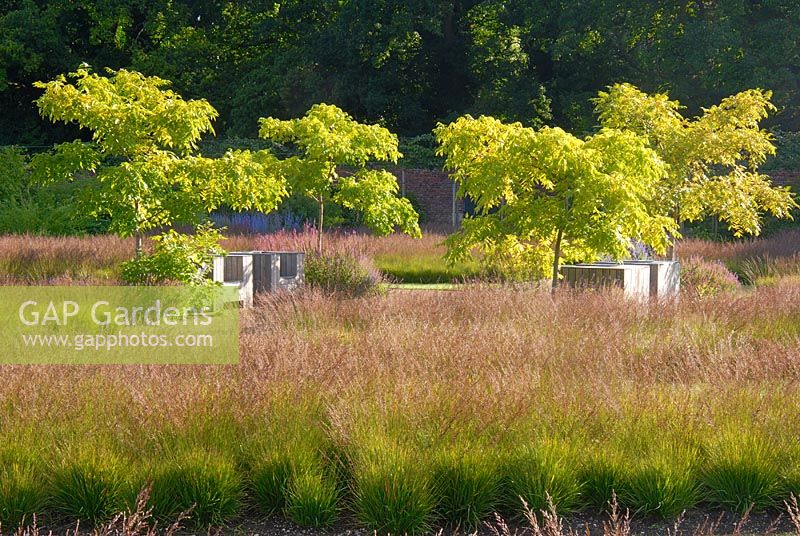 Drifts of grasses including Molinia caerulea ssp. Caerulea and seating under Koelreuteria paniculata within The Walled Garden at Scampston Hall designed by Piet Oudolf