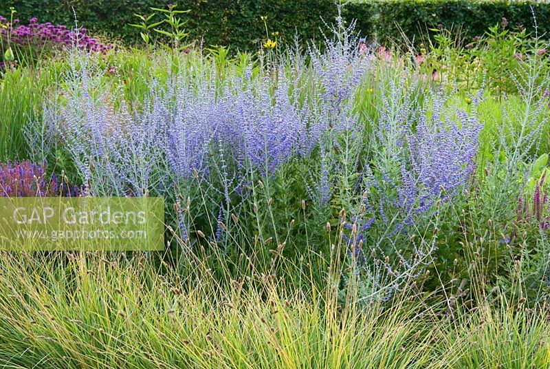 Perovskia 'Blue Spire' with Sesleria nitida in The Walled Garden at Scampston Hall, Yorkshire designed by Piet Oudolf