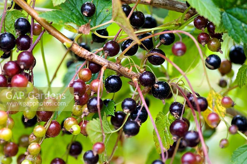 Ribes nigrum 'Mailing Jet' - Blackcurrant bush