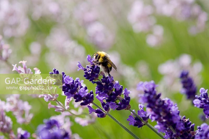 Bumble bee feeding from lavender