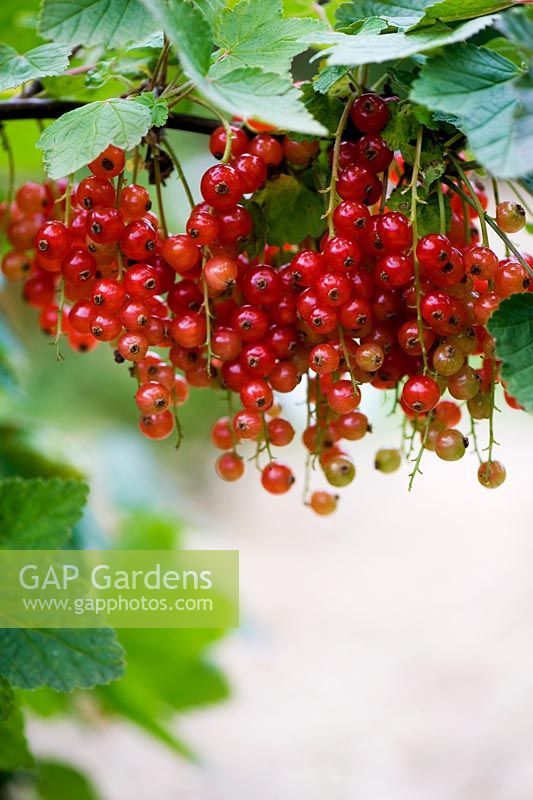 Ribes 'Rondom' - Red Currant berries