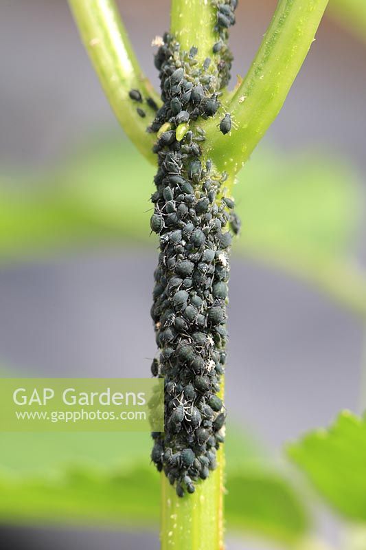 Aphis sambuci - Dense colony of elder aphids on elderberry stem