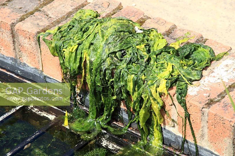 Remove blanketweed from the pond and leave on edge to allow wildlife to return to pond