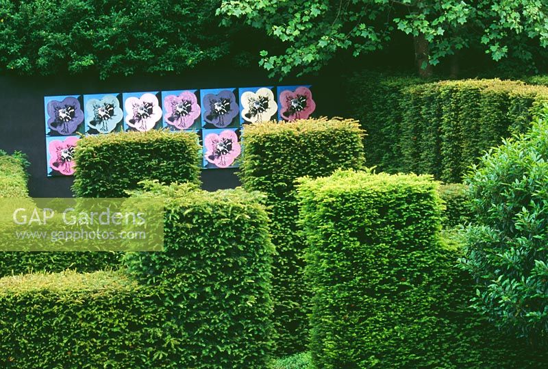 View across Yew hedges to black wall with Andy Warhol style Hellebore pictures - Ridler's Garden, Swansea, Wales