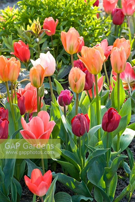 Tulipa 'Apricot Beauty', Tulipa 'Bestseller', Tulipa 'Cassini' and Tulipa 'Annelinde'