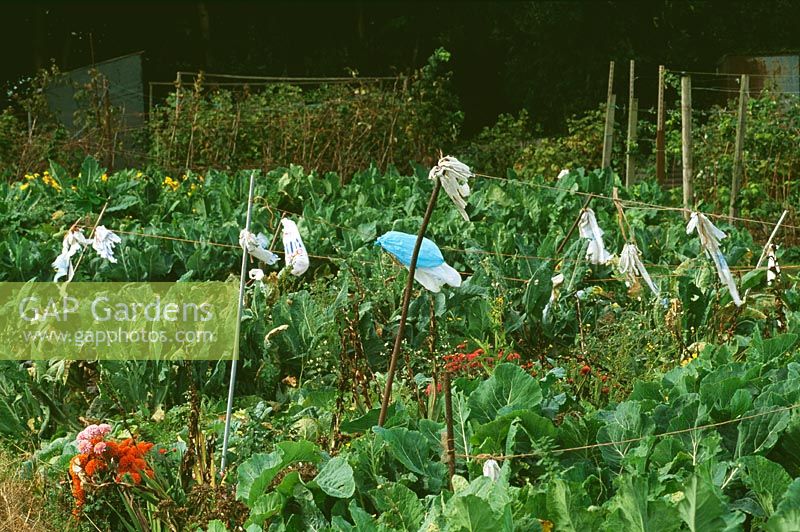 Plastic bags tied on string and bamboo canes to deter birds in a vegetable garden
