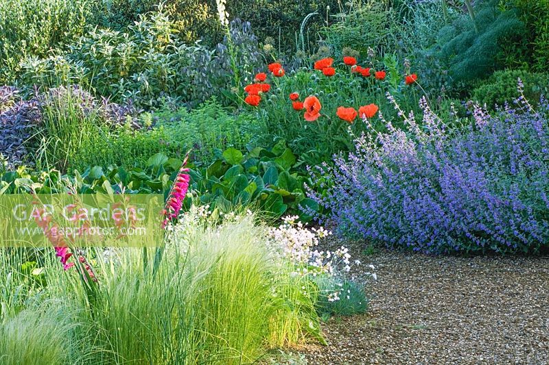 Showing a section of the Gravel Garden including Gladiolus communis, Perovskia and Papaver oriental - The Beth Chatto Gardens
