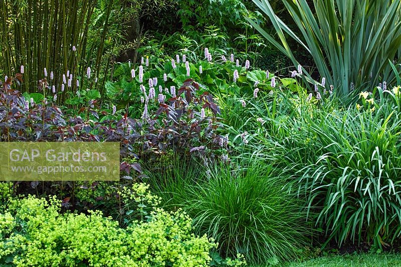 Border in the Damp Gardens including Persicaria 'Superba' and Bamboo - Beth Chatto's Garden