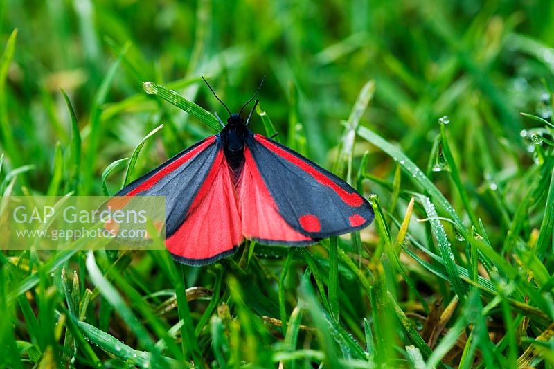 A Cinnabar moth having a rest in the grass in the Water Gardens in Spring - Beth Chatto's Garden