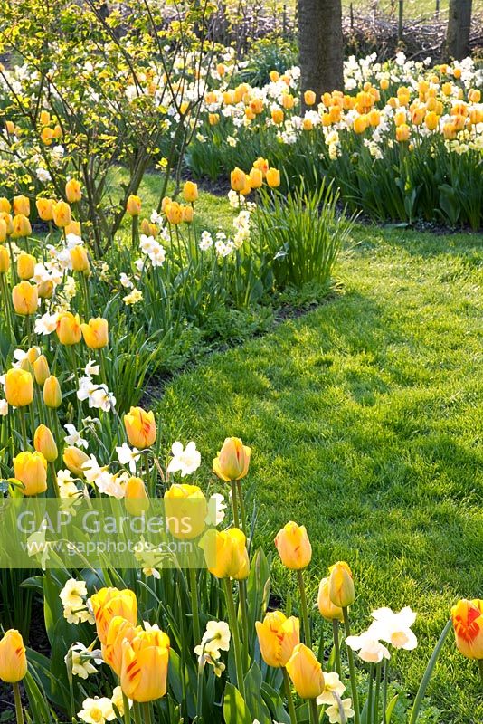 Mixed borders with Narcissus 'Yellow Cheerfulness', Narcissus 'Tripartite' and Narcissus 'Waterperry'