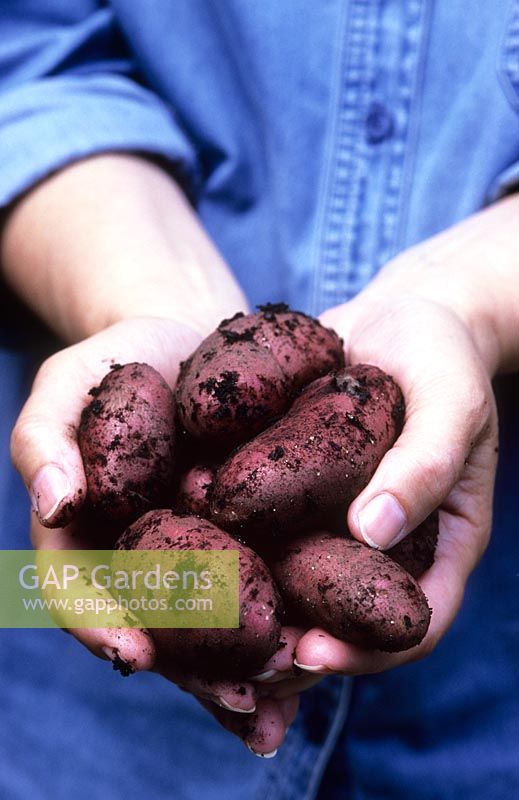 Hands holding new red potatoes 'Cherie'