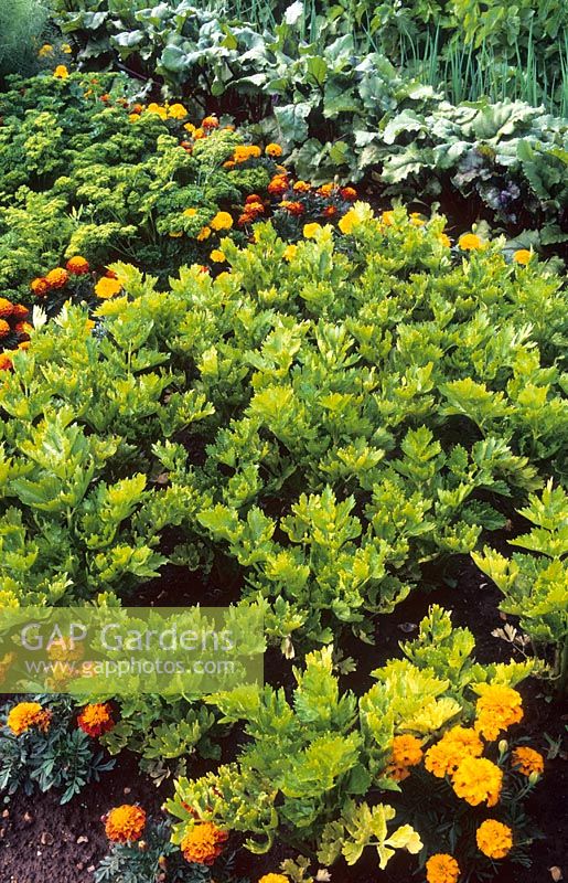 Celery 'Loretta' with french marigolds and curled parsley