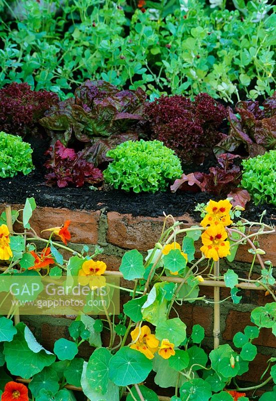 Lettuce in raised bed in potager with  Tropaeolum - RHS Chelsea 2001