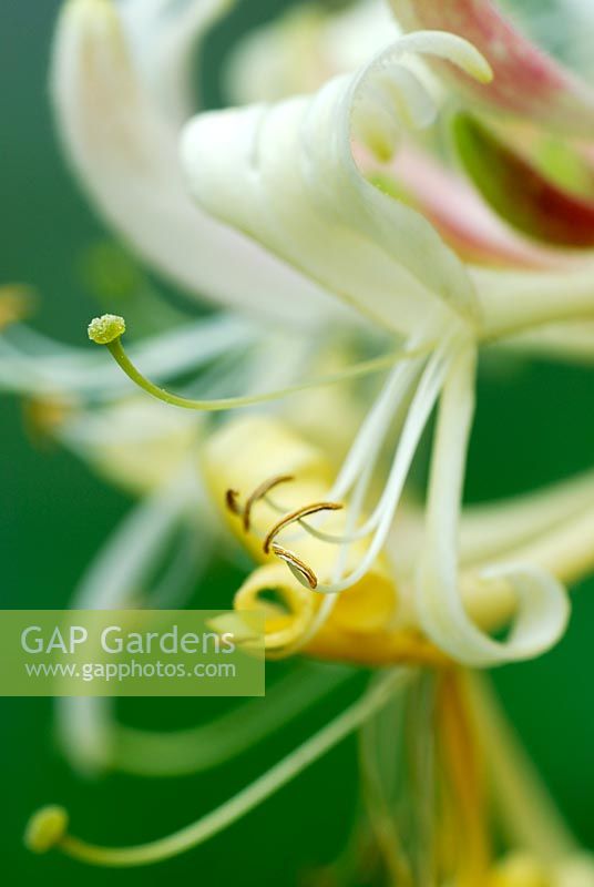 Lonicera periclymenum - Honeysuckle flower 
