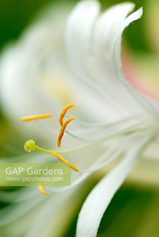 Lonicera periclymenum - Honeysuckle flower