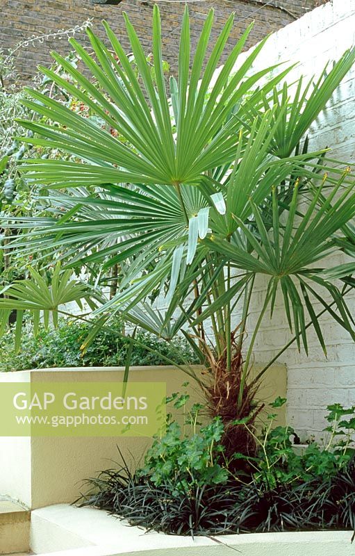 Trachycarpus fortunei underplanted with  Ophopogon and Geranium
