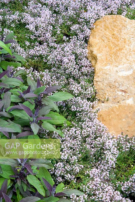 Salvia officinalis and Thymus in the Dorset Water Lily Garden - Romantic Charm at the RHS Hampton Court Flower Show