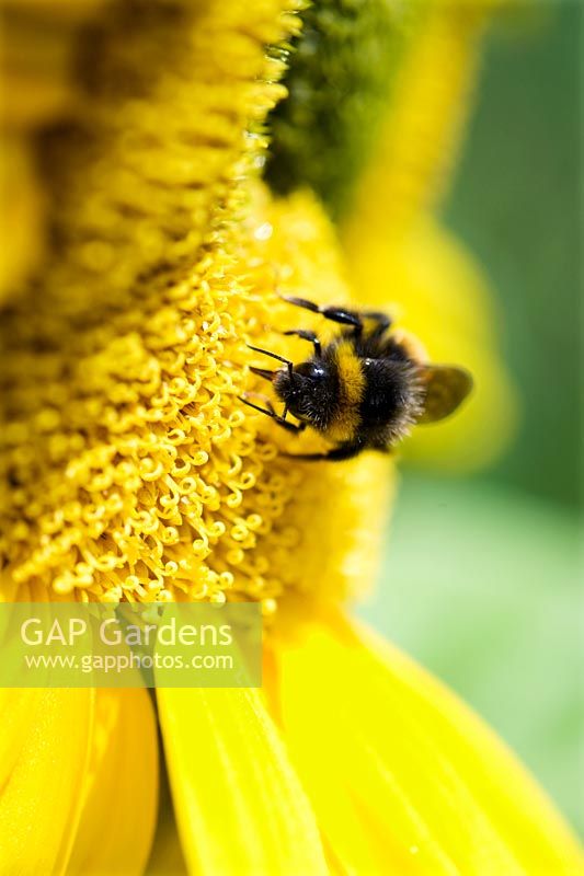 Bumble bee feeding on Helianthus - Sunflower