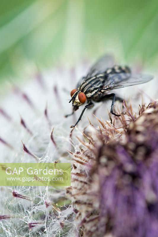 Flesh fly on Onopordum acanthium - Cotton Thistle
