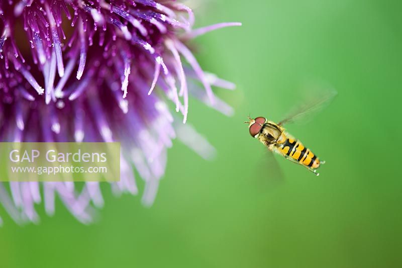 Hoverfly flying around Onopordum acanthium - Cotton thistle