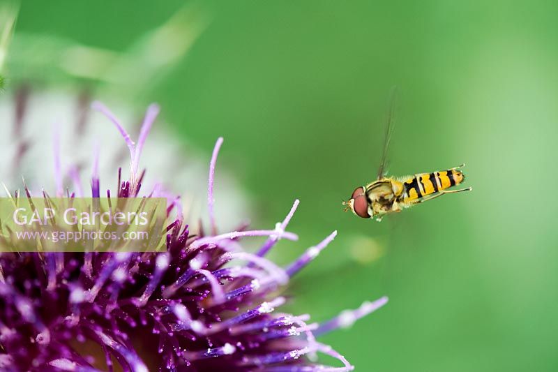 Hoverfly flying around Onopordum acanthium - Cotton thistle