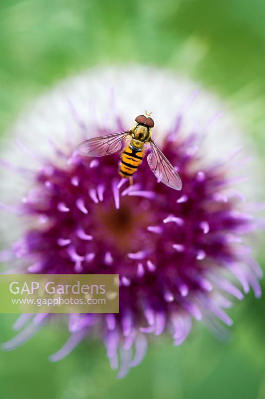 Hoverfly on Onopordum acanthium - Cotton thistle