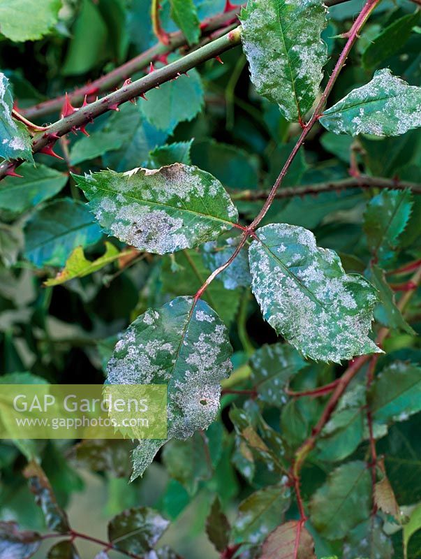 Sphaerotheca pannosa - Rose powdery mildew leaf symptoms