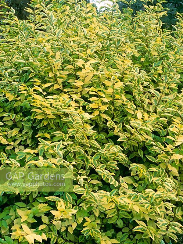 Ligustrum ovalifolium 'Aureum' - Golden privet