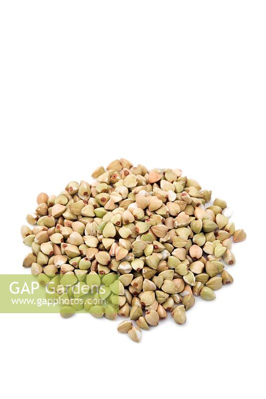 Fagopyrum esculentum - Buckwheat grains
