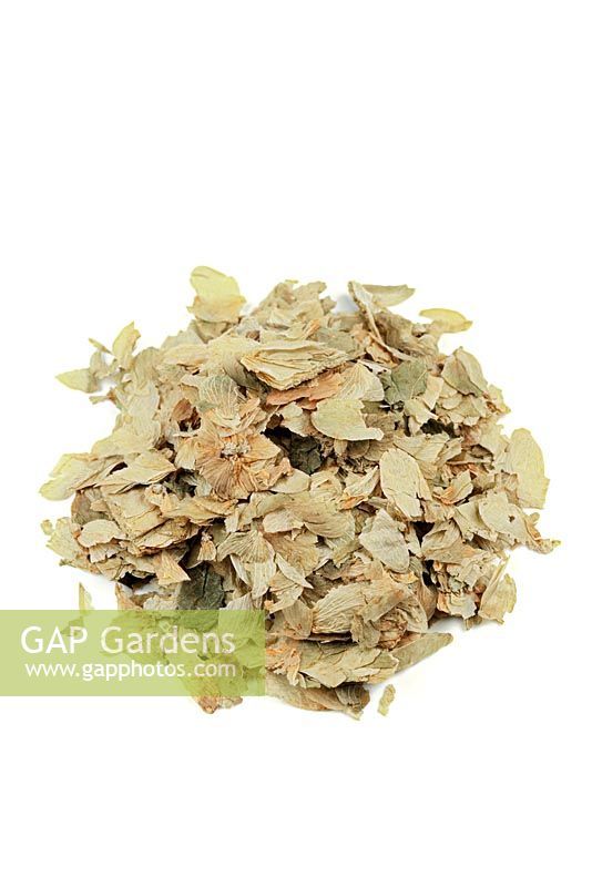 Humulus lupulus - Dried hops. Hops are strongly sedative and have anti-bacterial effects. They are used in Herbal medicine for insomnia, intestinal complaints associated with nervousness, anxiety and nervous tension.

  