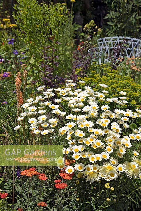 Striking Anthemis Punctata subsp. cupaniana long lasting white flowers heads in mixed summer border at Coley Cottage, Staffordshire
