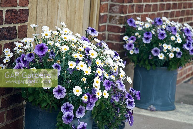 White Anthemis with yellow centres and purple vein Surfinias in blue pots outside wooden front door at High Coley Lane Farm, Staffordshire